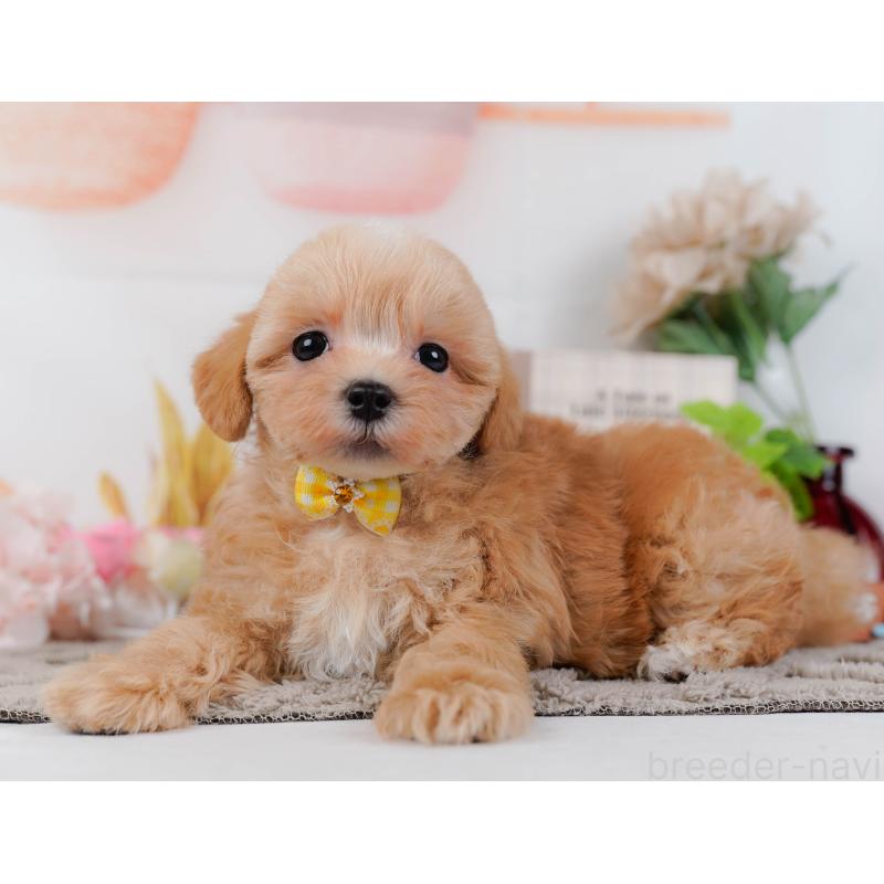 販売中の神奈川県のマルプー:マルチーズ×トイプードル-434997の8枚目