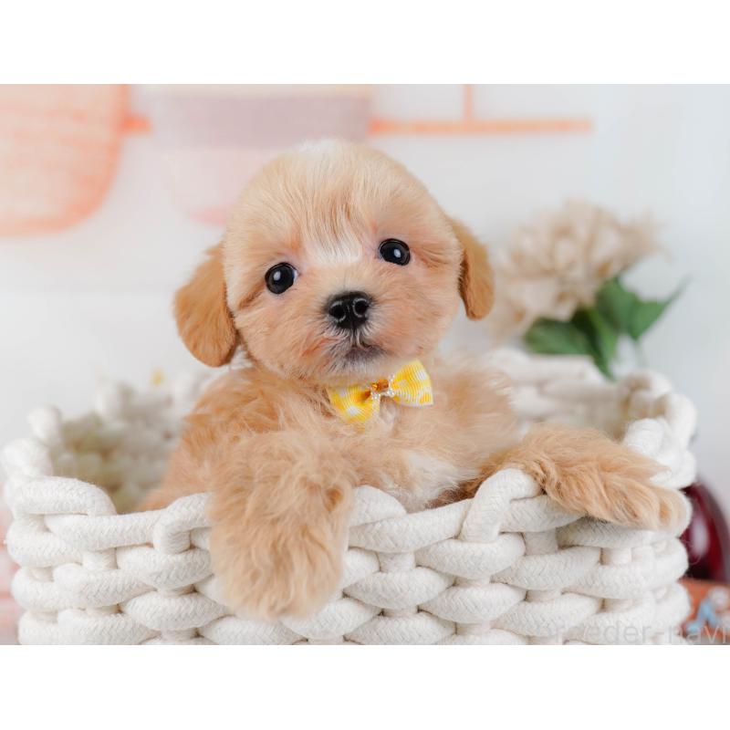 販売中の神奈川県のマルプー:マルチーズ×トイプードル-434997の7枚目