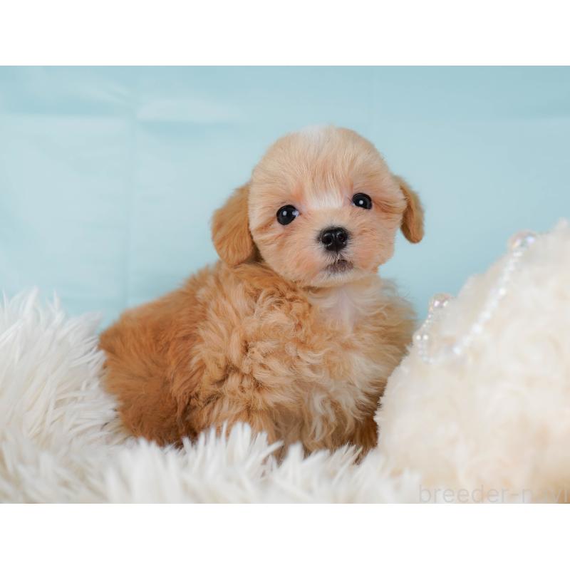 販売中の神奈川県のマルプー:マルチーズ×トイプードル-434997の6枚目