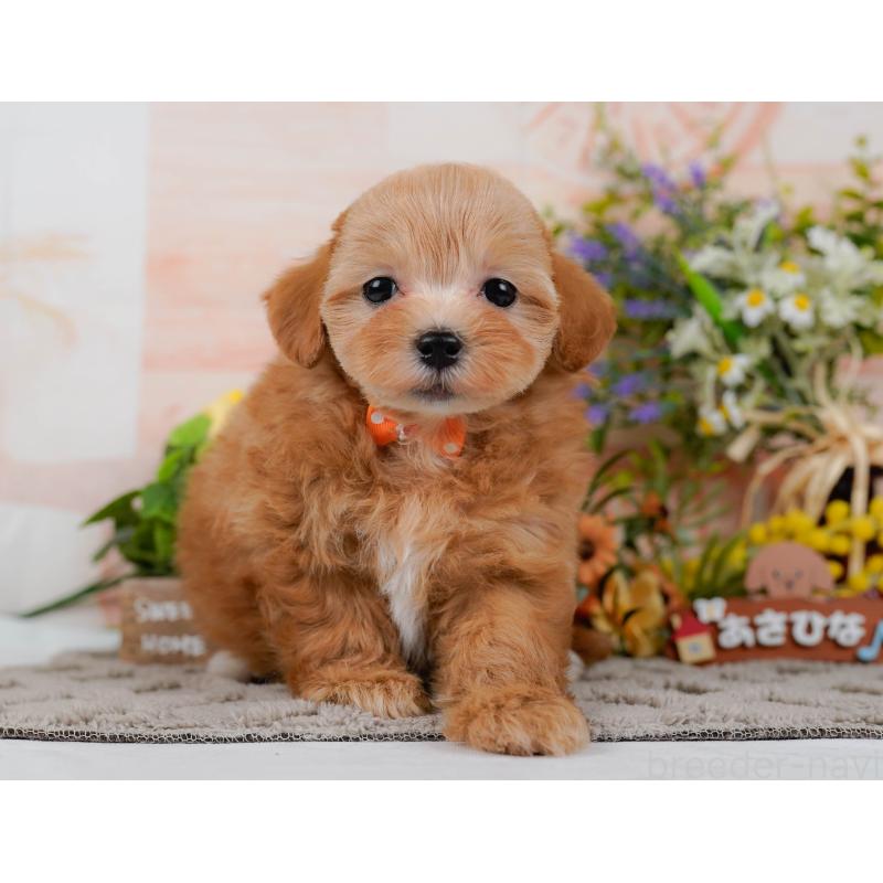 販売中の神奈川県のマルプー:マルチーズ×トイプードル-434998の13枚目