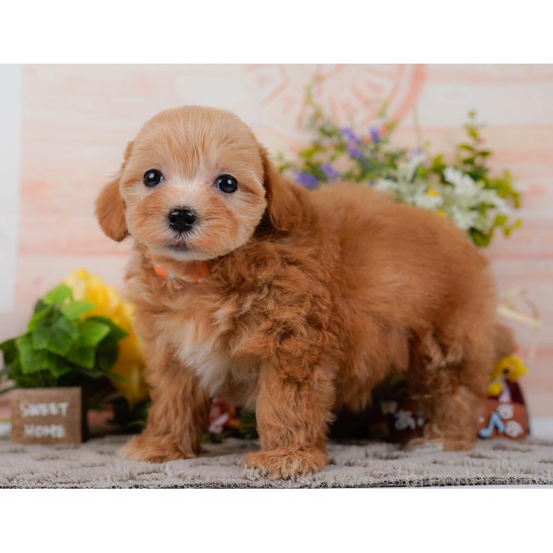 販売中の神奈川県のマルプー:マルチーズ×トイプードル-434998の10枚目