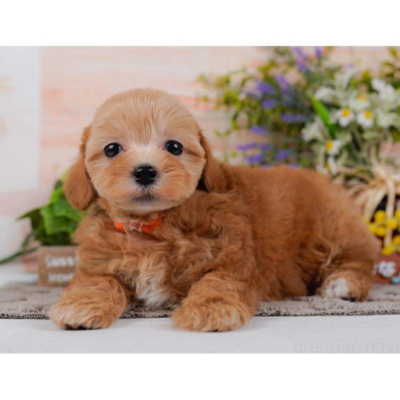 販売中の神奈川県のマルプー:マルチーズ×トイプードル-434998の8枚目