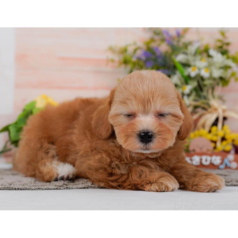 販売中の神奈川県のマルプー:マルチーズ×トイプードル-434998の7枚目