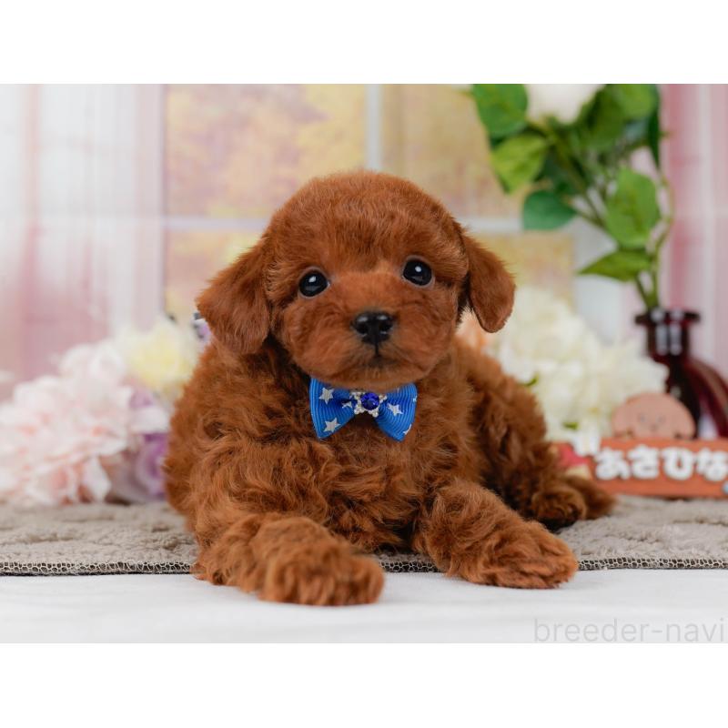 販売中の神奈川県のタイニープードル-435003の13枚目