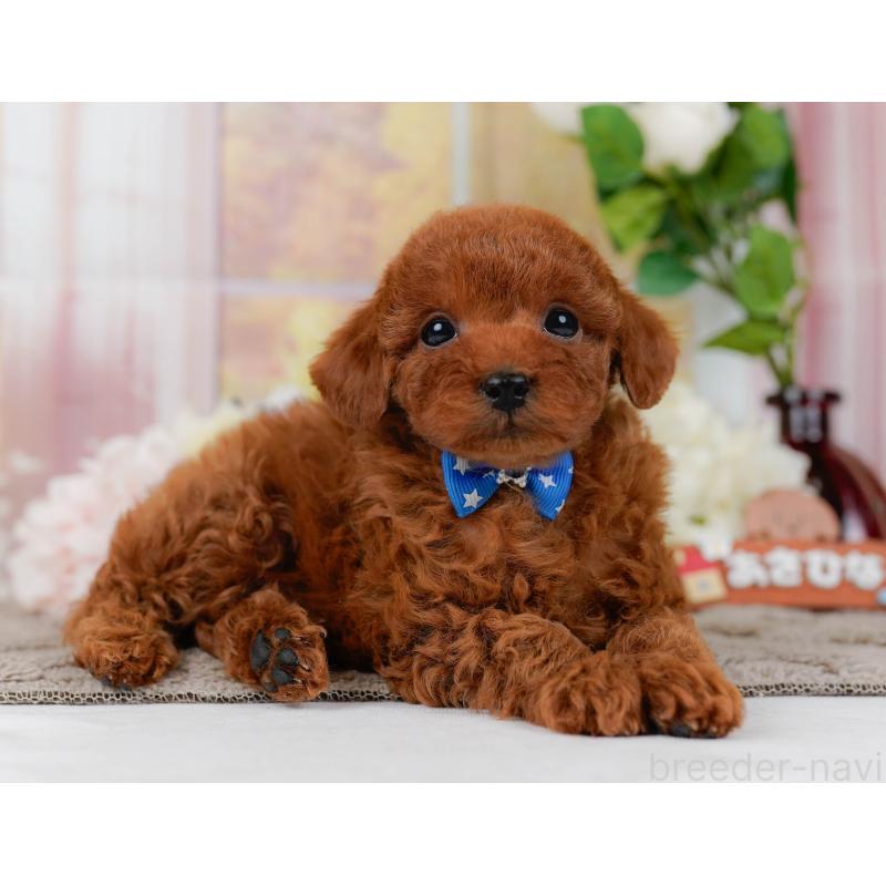 販売中の神奈川県のタイニープードル-435003の12枚目