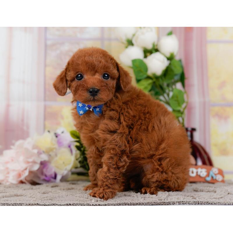 販売中の神奈川県のタイニープードル-435003の11枚目