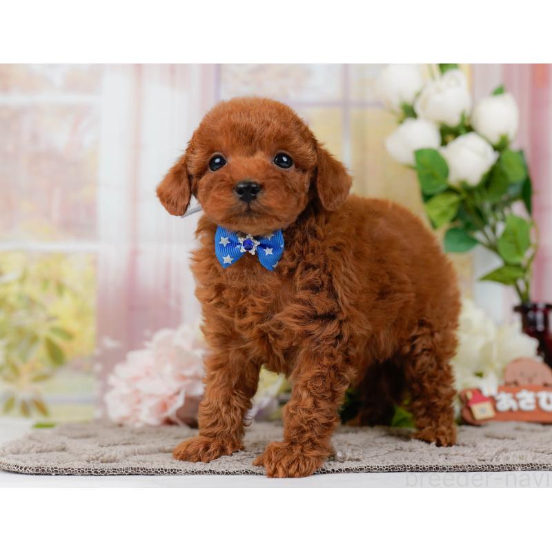 販売中の神奈川県のタイニープードル-435003の10枚目