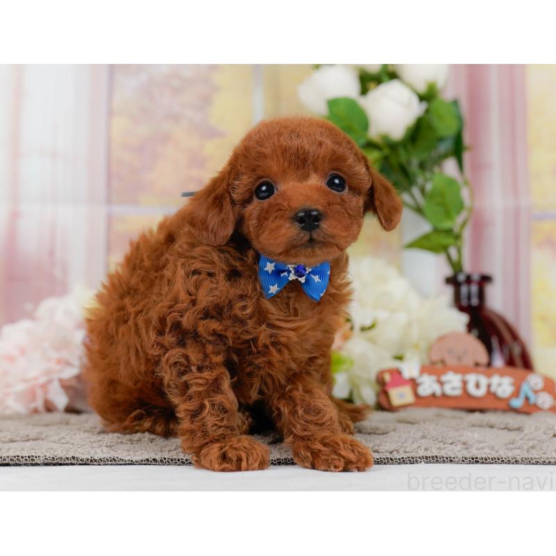 販売中の神奈川県のタイニープードル-435003の9枚目