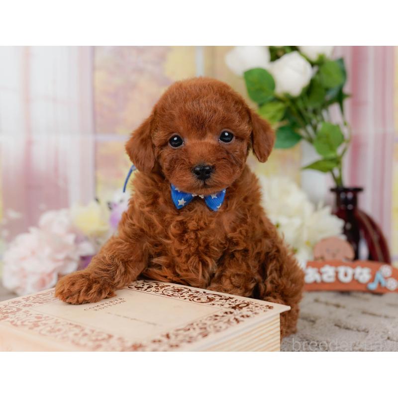 販売中の神奈川県のタイニープードル-435003の8枚目