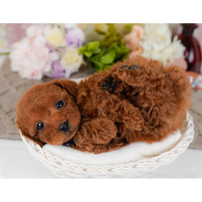 販売中の神奈川県のタイニープードル-435003の7枚目