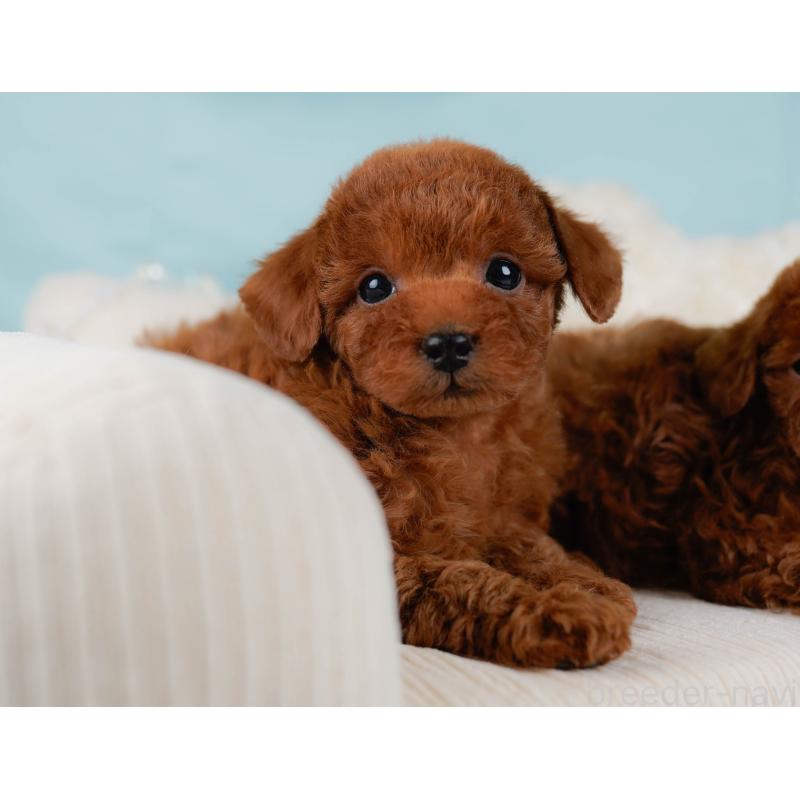 販売中の神奈川県のタイニープードル-435003の6枚目