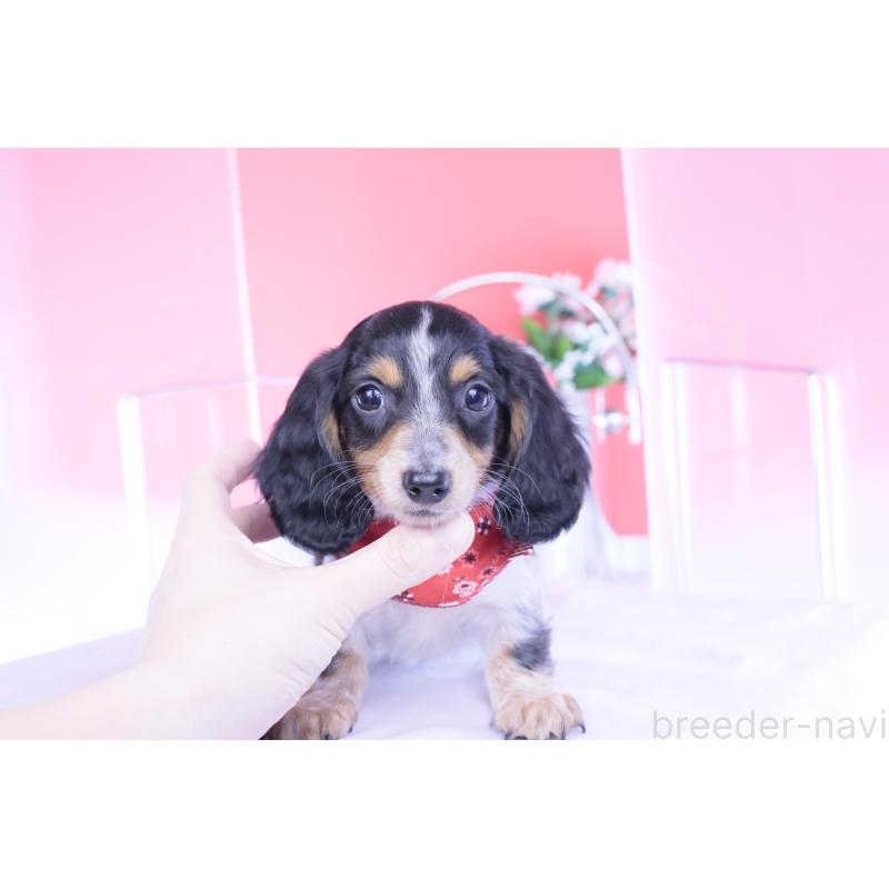 商談中の愛知県のミニチュアダックスフンド(ロングヘアード)-429080の13枚目