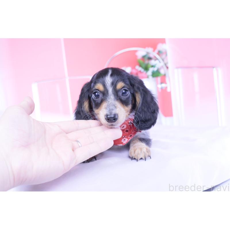 商談中の愛知県のミニチュアダックスフンド(ロングヘアード)-429080の12枚目