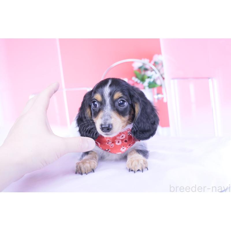 商談中の愛知県のミニチュアダックスフンド(ロングヘアード)-429080の11枚目