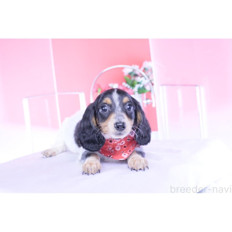 商談中の愛知県のミニチュアダックスフンド(ロングヘアード)-429080の9枚目