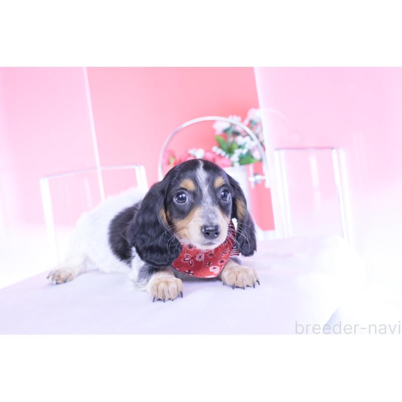 商談中の愛知県のミニチュアダックスフンド(ロングヘアード)-429080の8枚目