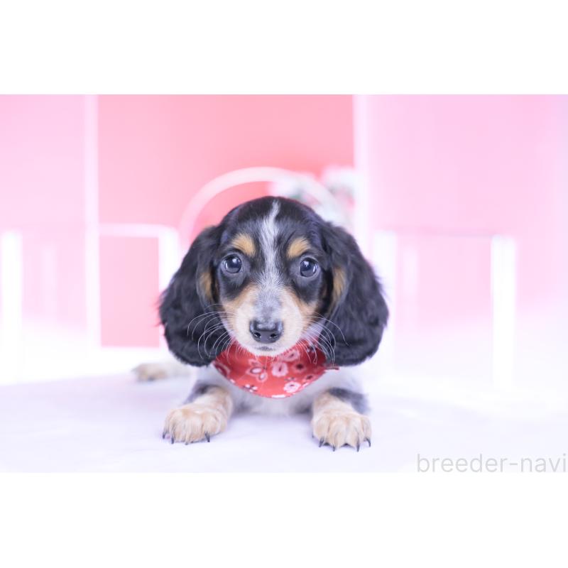 商談中の愛知県のミニチュアダックスフンド(ロングヘアード)-429080の7枚目