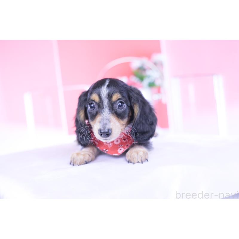 商談中の愛知県のミニチュアダックスフンド(ロングヘアード)-429080の6枚目