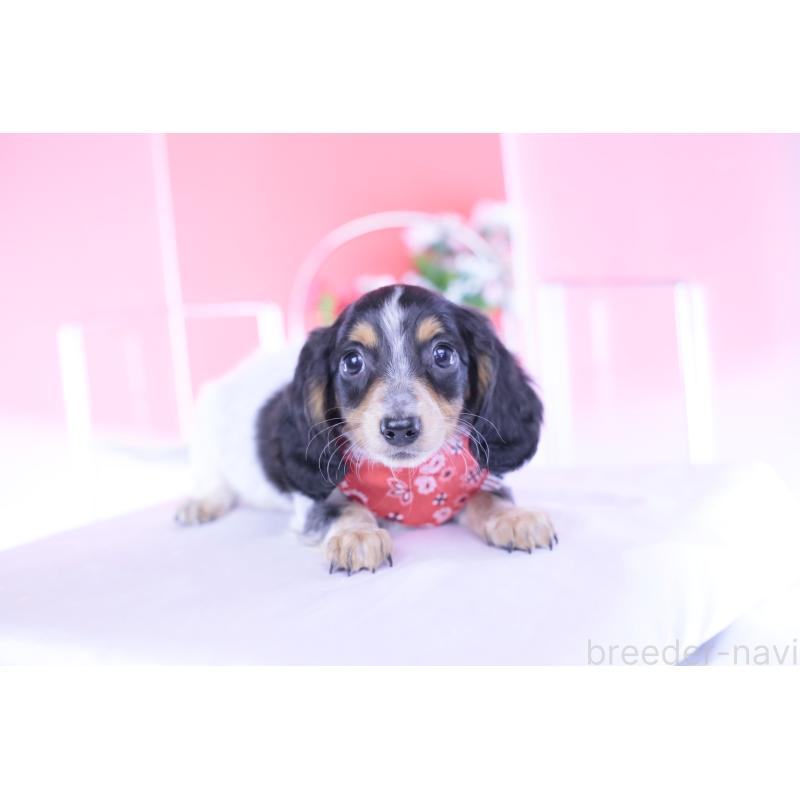 商談中の愛知県のミニチュアダックスフンド(ロングヘアード)-429080の5枚目