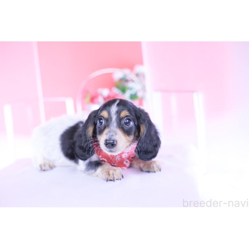 商談中の愛知県のミニチュアダックスフンド(ロングヘアード)-429080の3枚目