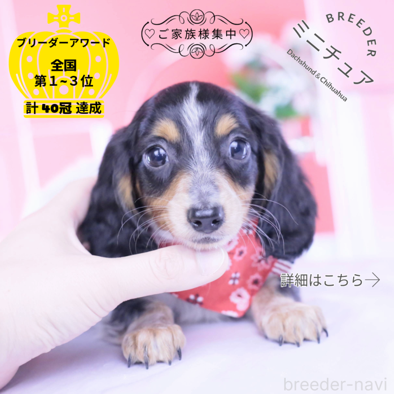 販売中の愛知県のミニチュアダックスフンド(ロングヘアード)-429080