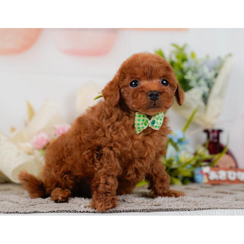 販売中の神奈川県のタイニープードル-435006の12枚目