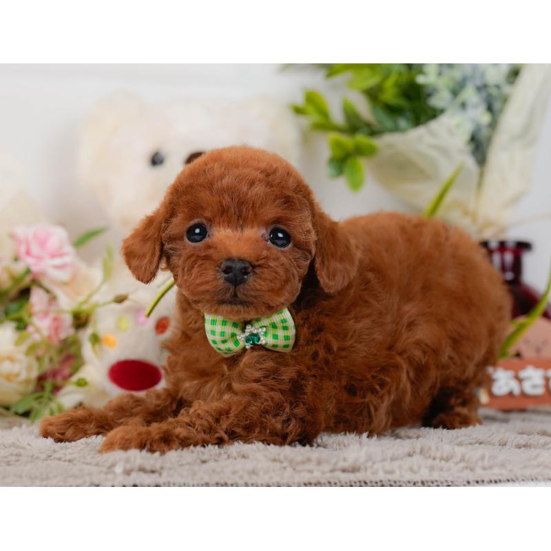 販売中の神奈川県のタイニープードル-435006の11枚目