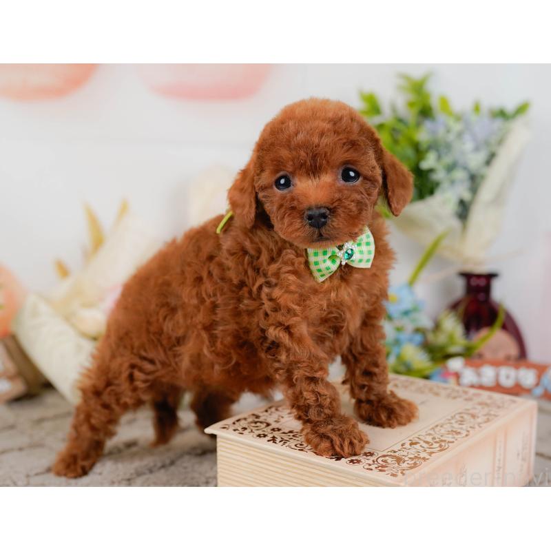 販売中の神奈川県のタイニープードル-435006の9枚目