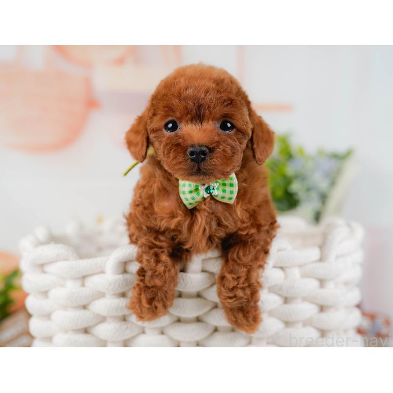 販売中の神奈川県のタイニープードル-435006の8枚目