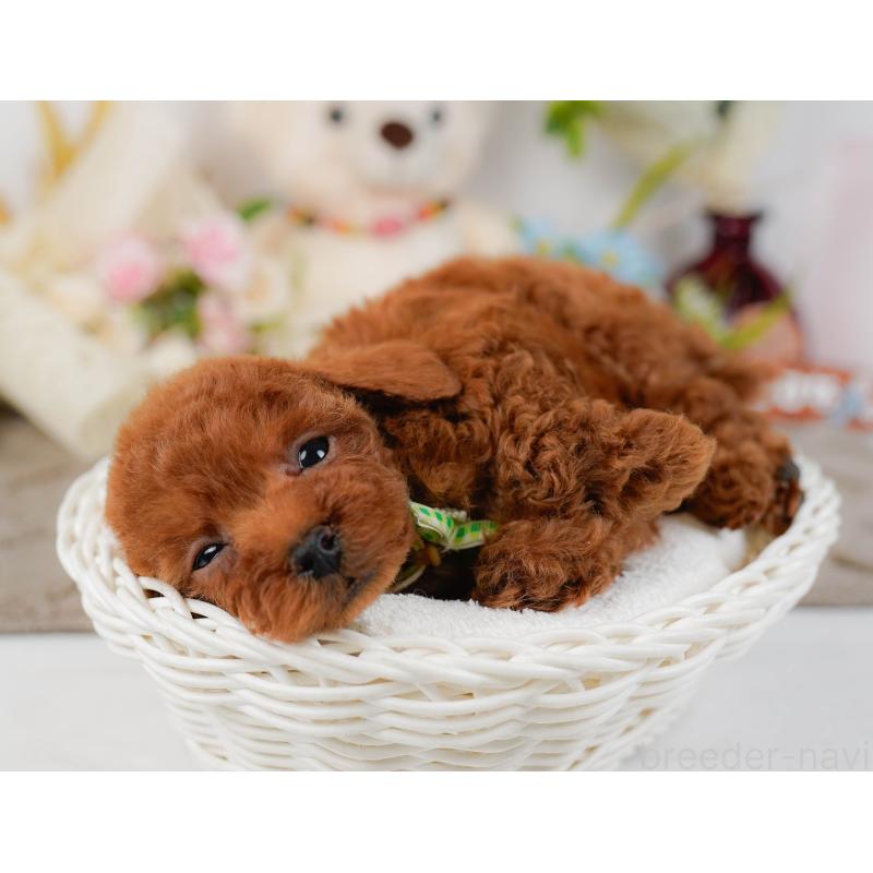 販売中の神奈川県のタイニープードル-435006の7枚目