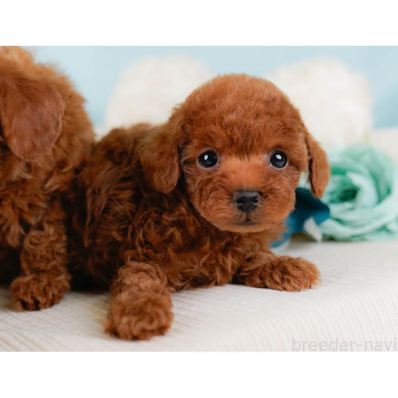 販売中の神奈川県のタイニープードル-435006の6枚目