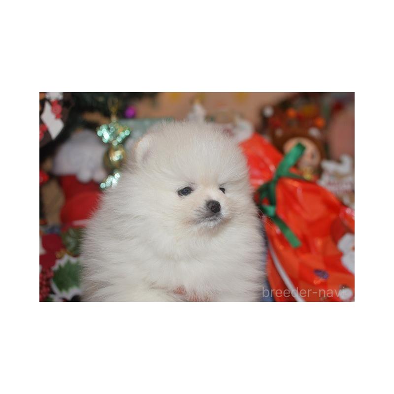 販売中の鹿児島県のポメラニアン-434604の5枚目