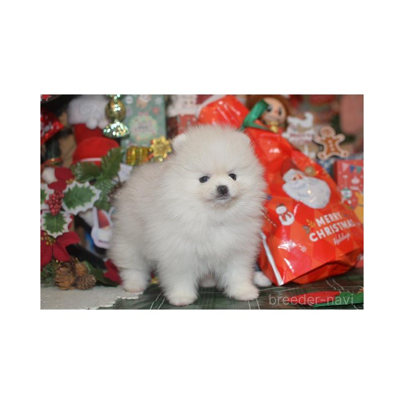 販売中の鹿児島県のポメラニアン-434604の4枚目