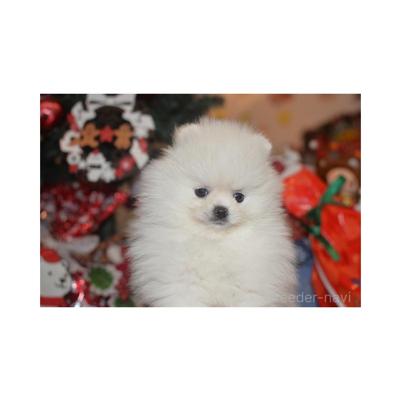 販売中の鹿児島県のポメラニアン-434604の3枚目