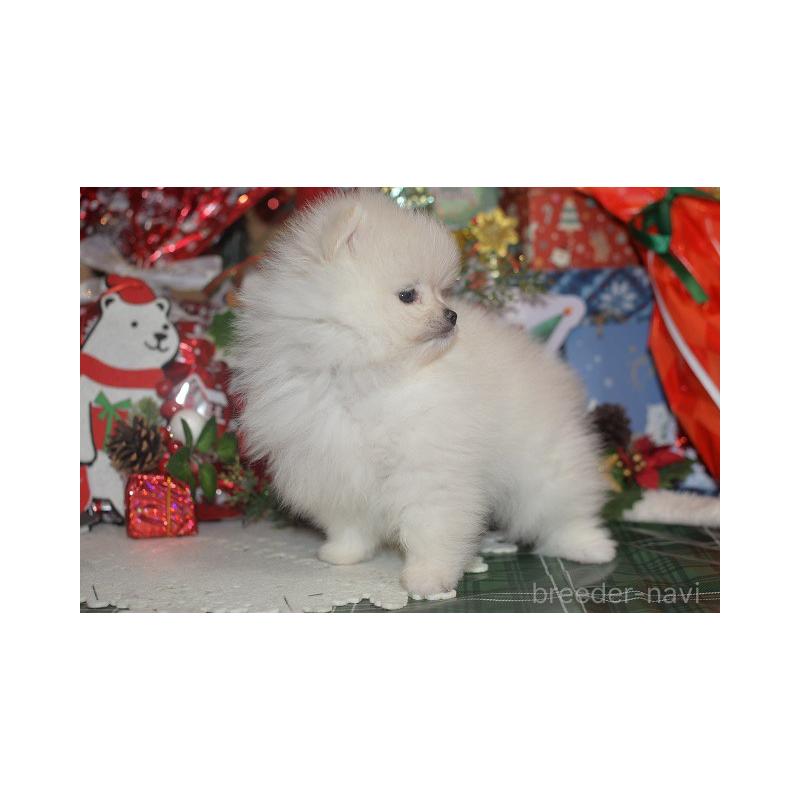 販売中の鹿児島県のポメラニアン-434604の2枚目