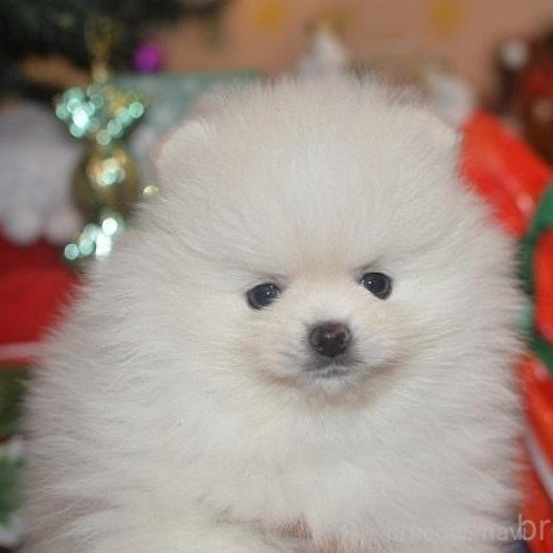 販売中の鹿児島県のポメラニアン-434604の1枚目