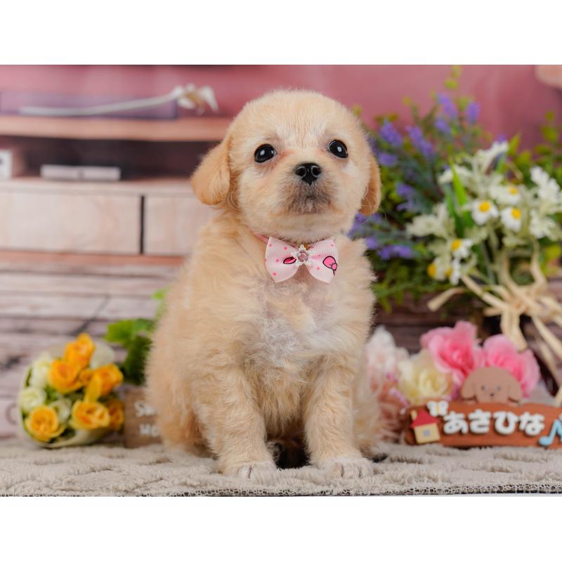 販売中の神奈川県のチワプー:チワワ×トイプードル-435009の13枚目