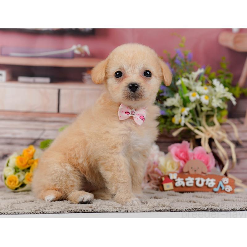 販売中の神奈川県のチワプー:チワワ×トイプードル-435009の11枚目