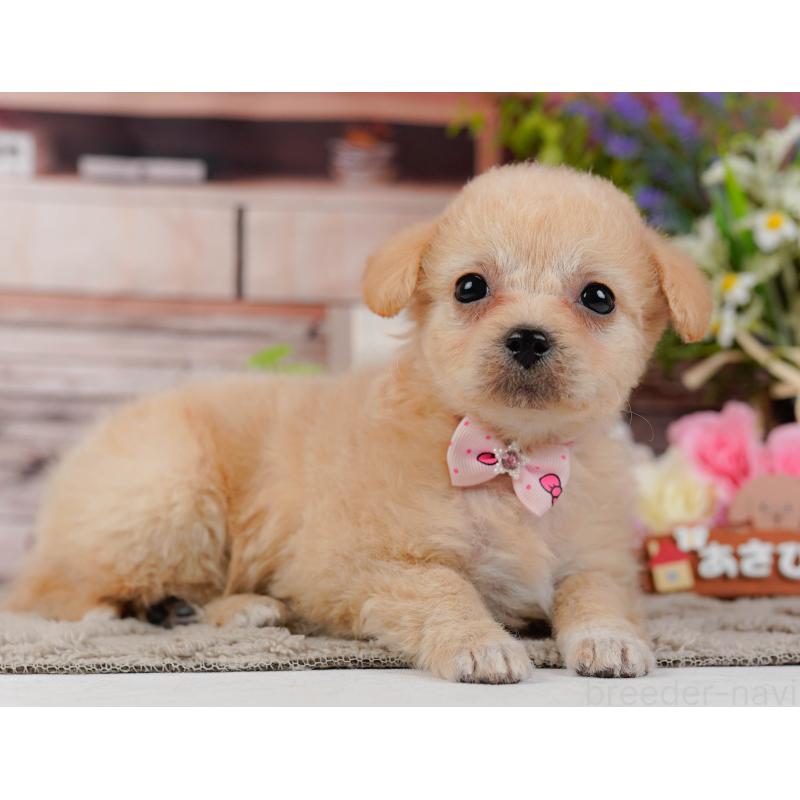 販売中の神奈川県のチワプー:チワワ×トイプードル-435009の10枚目