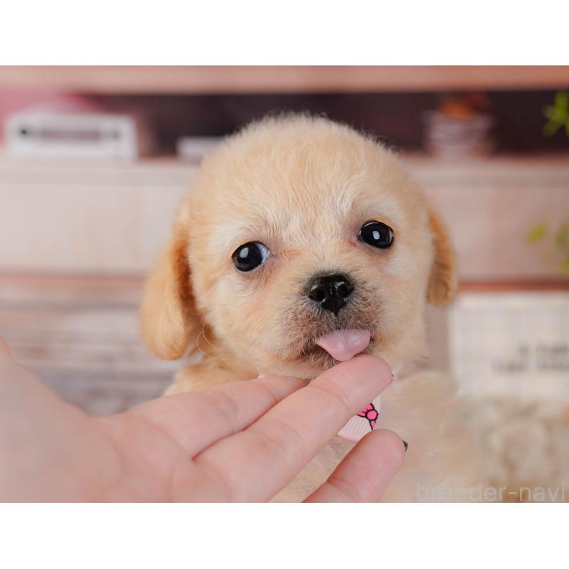 販売中の神奈川県のチワプー:チワワ×トイプードル-435009の7枚目