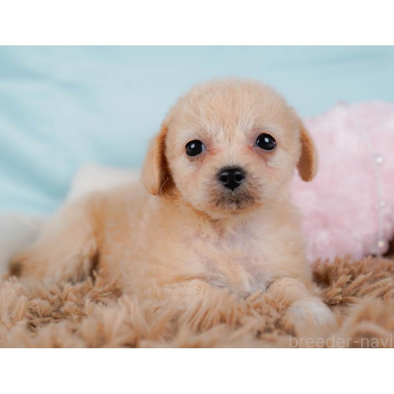 販売中の神奈川県のチワプー:チワワ×トイプードル-435009の6枚目