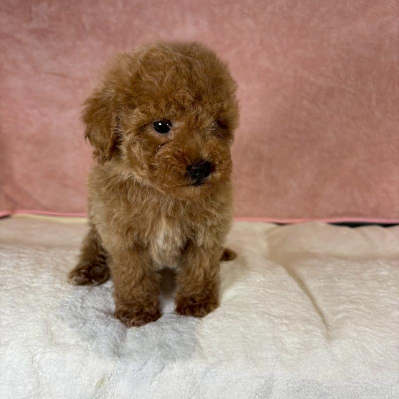 販売中の大阪府のトイプードル-434605の4枚目