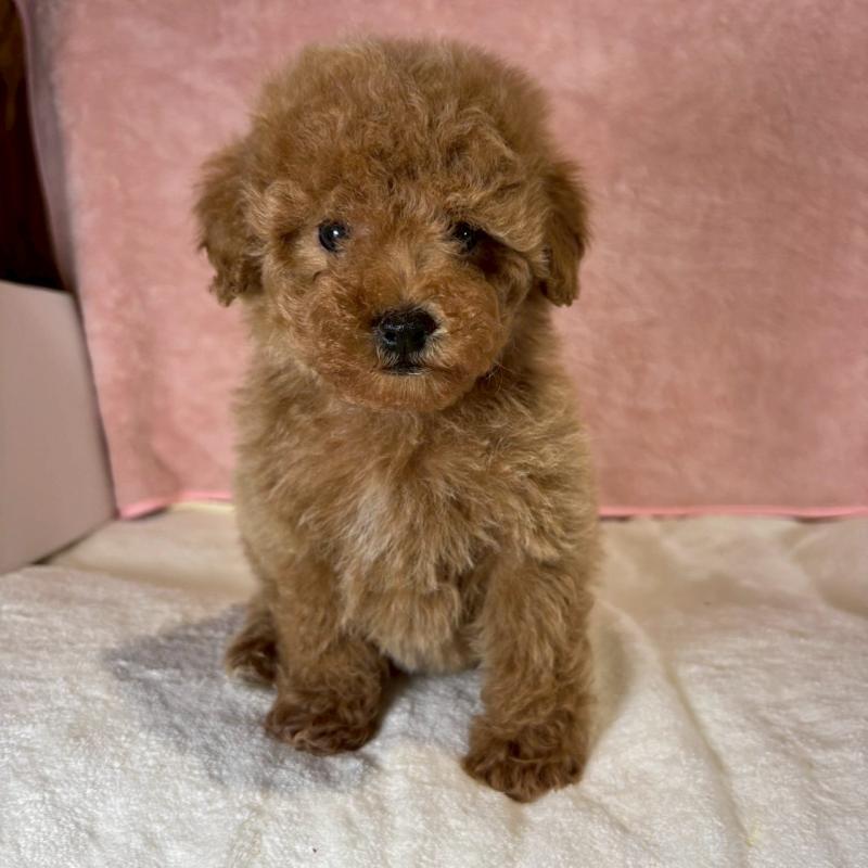 販売中の大阪府のトイプードル-434605の3枚目