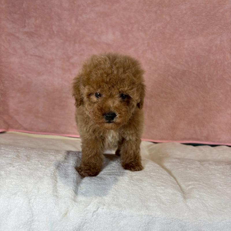 販売中の大阪府のトイプードル-434605の2枚目