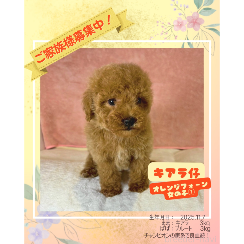 販売中ののトイプードル-434605