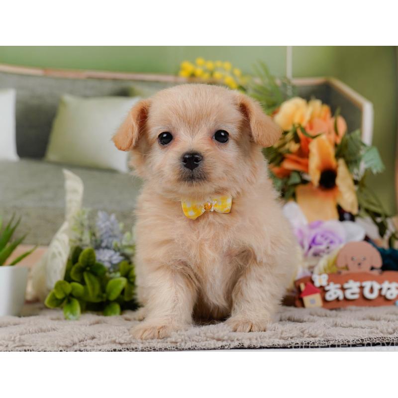 販売中の神奈川県のチワプー:チワワ×トイプードル-435012の13枚目