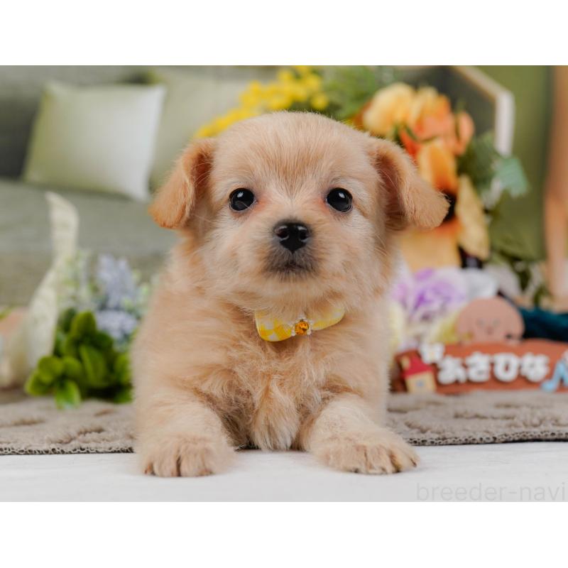 販売中の神奈川県のチワプー:チワワ×トイプードル-435012の12枚目