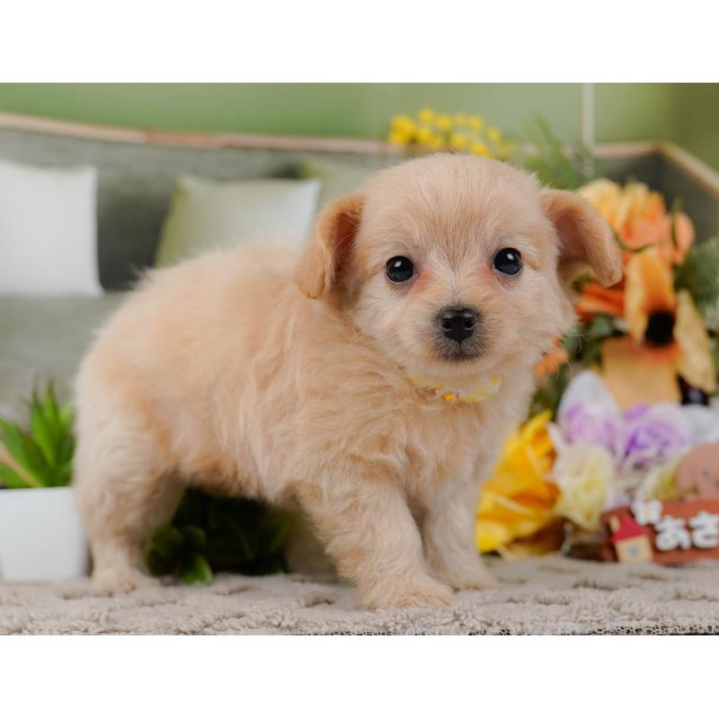 販売中の神奈川県のチワプー:チワワ×トイプードル-435012の11枚目