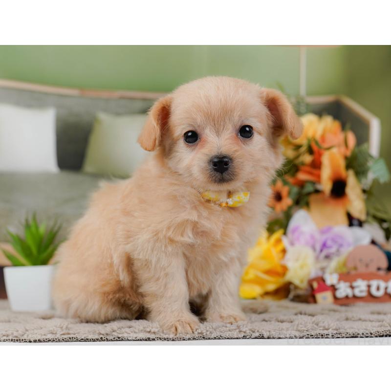 販売中の神奈川県のチワプー:チワワ×トイプードル-435012の10枚目