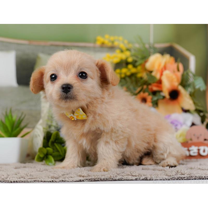 販売中の神奈川県のチワプー:チワワ×トイプードル-435012の8枚目